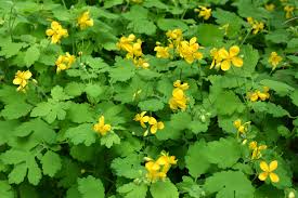 Экстракт чистотела