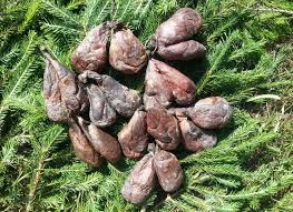 Экстракт мускуса бобра